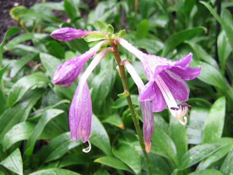 Hosta clausa var. normalis