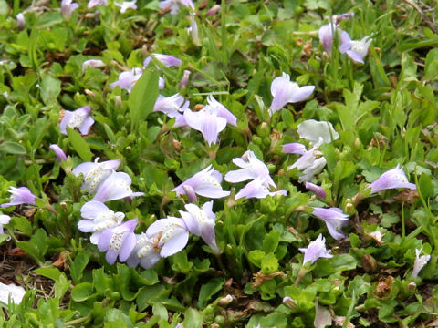 Mazus miquelii