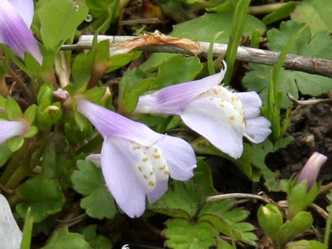 Mazus miquelii