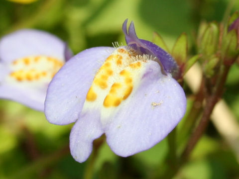 Mazus miquelii