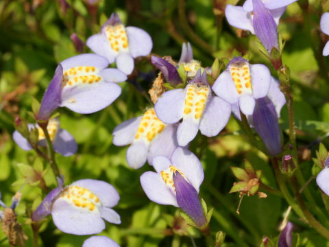 Mazus miquelii