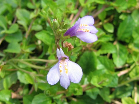 Mazus miquelii