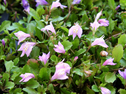 Mazus miquelii