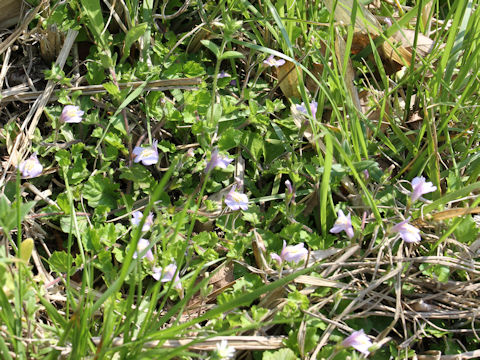 Mazus miquelii