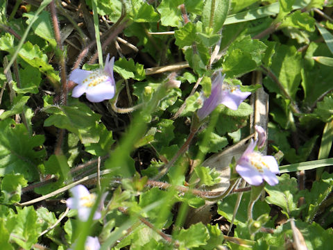 Mazus miquelii