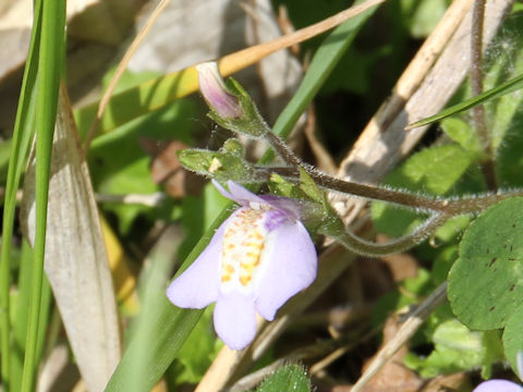 Mazus miquelii