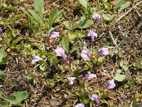 Mazus miquelii