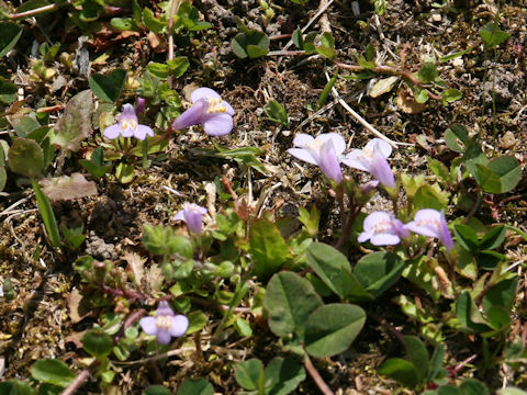 Mazus miquelii