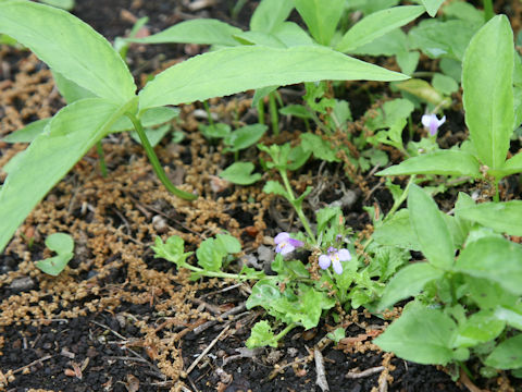 Mazus miquelii