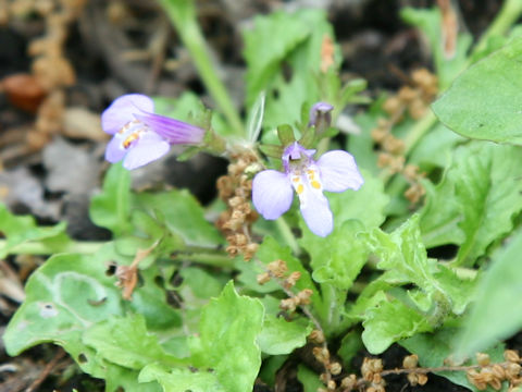 Mazus miquelii