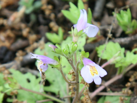 Mazus miquelii