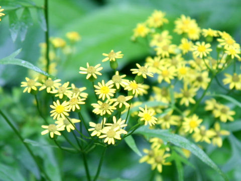 Senecio nikoensis