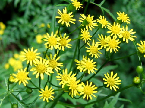 Senecio nikoensis