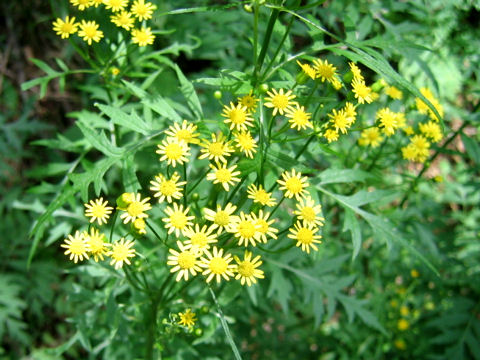 Senecio nikoensis