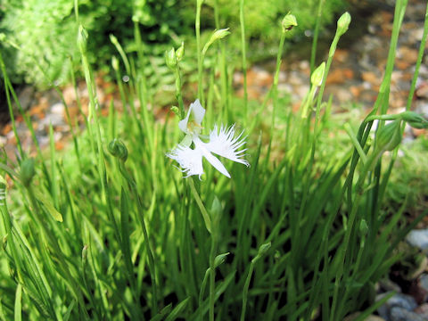 Habenaria radiata