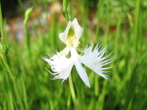 Habenaria radiata