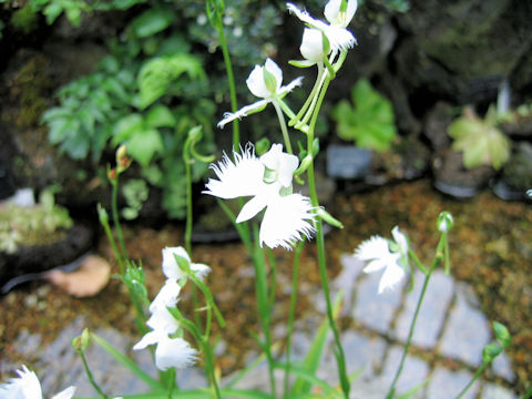 Habenaria radiata