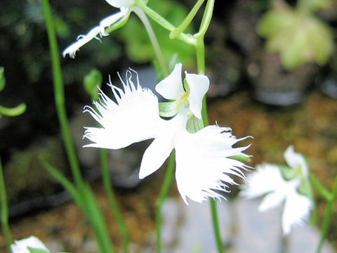 Habenaria radiata