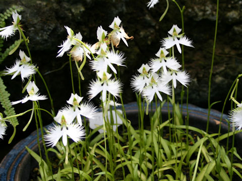 Habenaria radiata