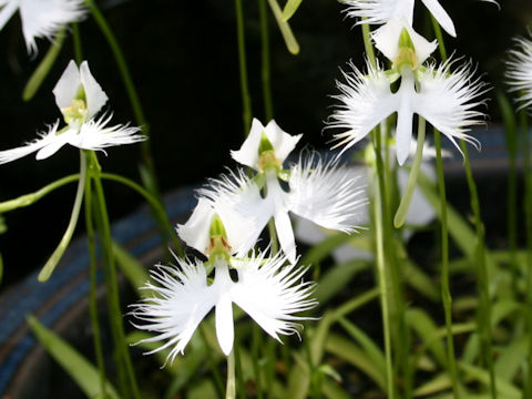 Habenaria radiata