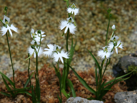 Habenaria radiata