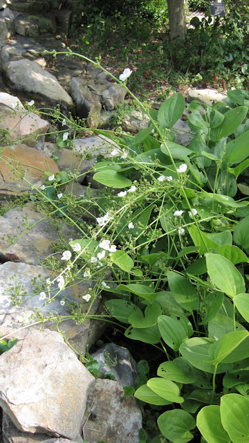 Sagittaria lancifolia