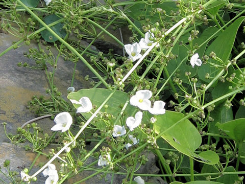 Sagittaria lancifolia