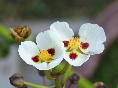 Sagittaria montevidensis