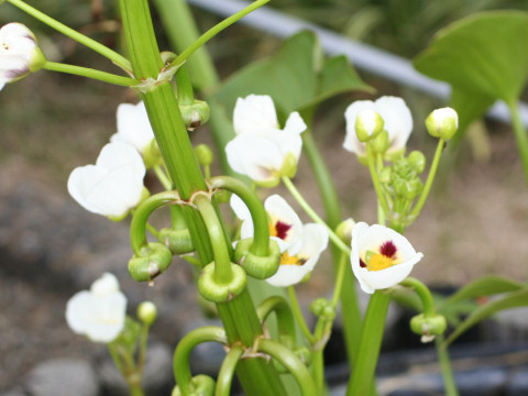 Sagittaria montevidensis