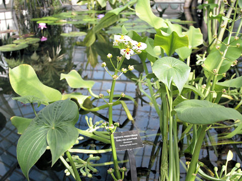 Sagittaria montevidensis