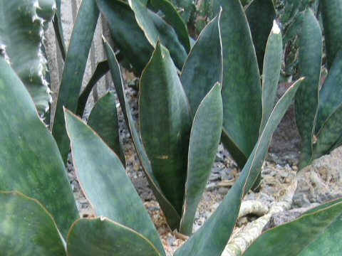 Sansevieria grandis