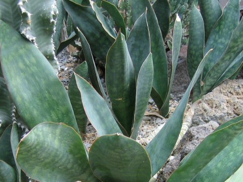 Sansevieria grandis