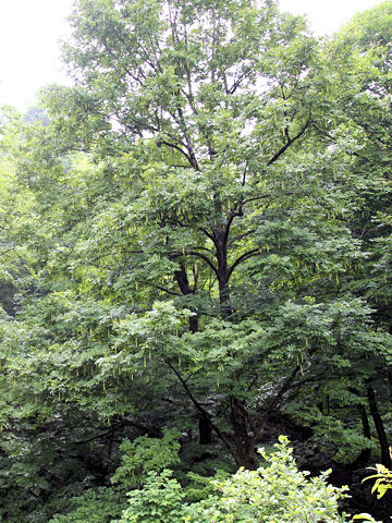 Pterocarya rhoifolia