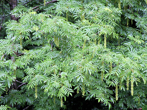 Pterocarya rhoifolia