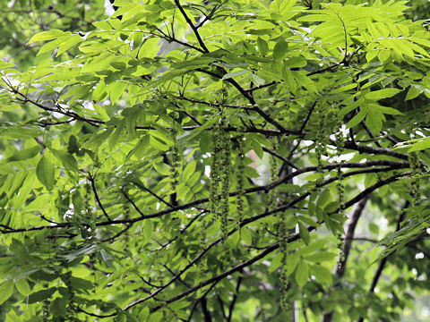 Pterocarya rhoifolia