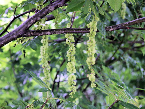 Pterocarya rhoifolia