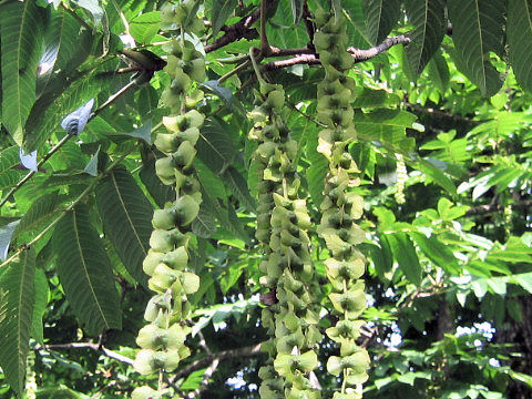 Pterocarya rhoifolia