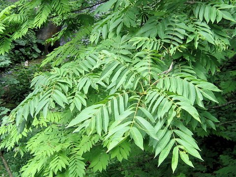 Pterocarya rhoifolia