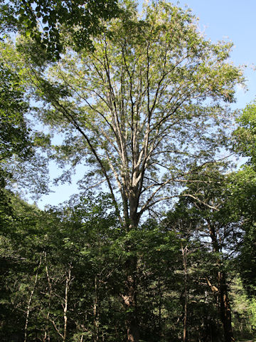 Pterocarya rhoifolia