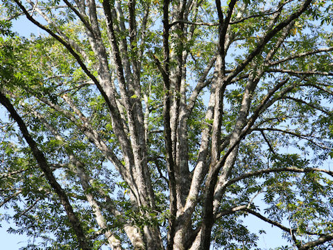 Pterocarya rhoifolia