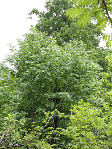 Pterocarya rhoifolia