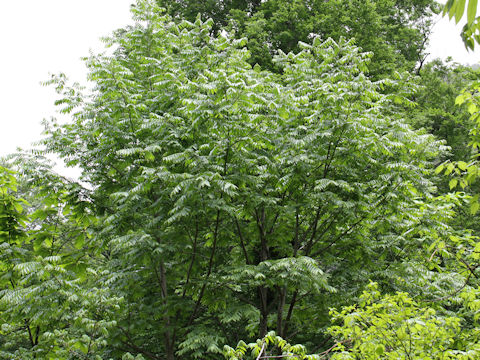 Pterocarya rhoifolia