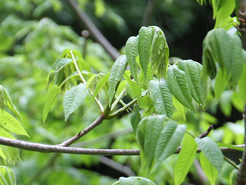 Pterocarya rhoifolia