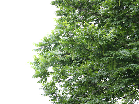 Pterocarya rhoifolia