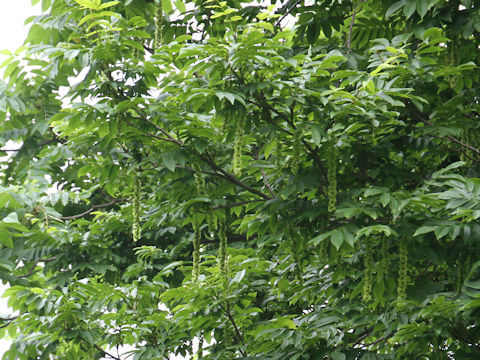 Pterocarya rhoifolia