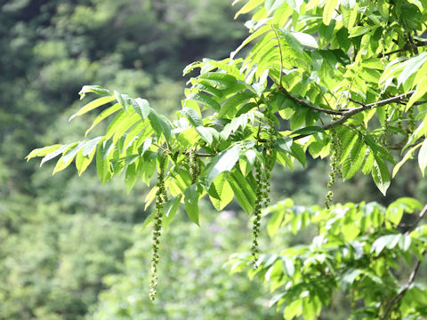 Pterocarya rhoifolia