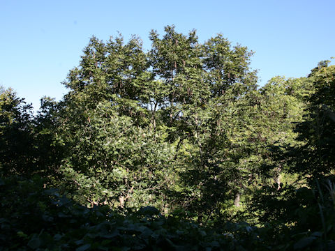 Pterocarya rhoifolia