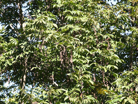 Pterocarya rhoifolia