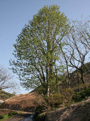 Pterocarya rhoifolia