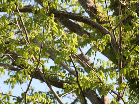 Pterocarya rhoifolia